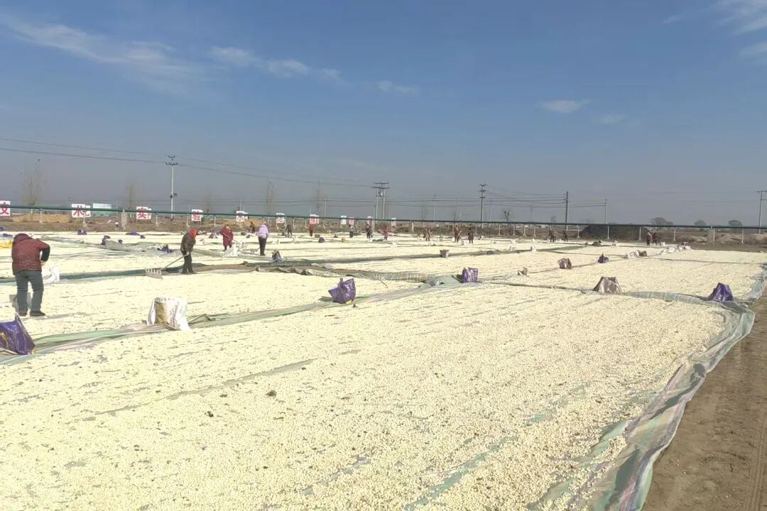 1769650226755074173.jpg 1.jpg